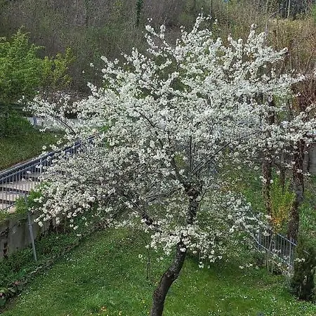 Iremia Mocogno